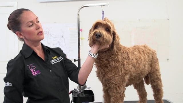 ALA - Trimming Around Labradoodle Eyes - Education